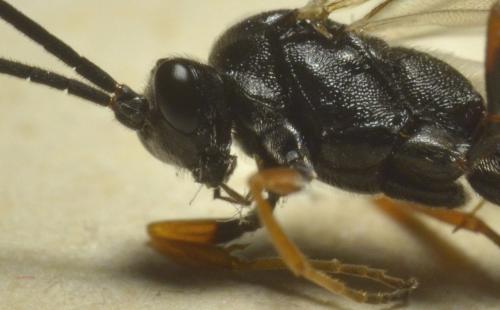 Cryptinae